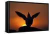 Silhouette of Razorbill (Alca Torda) Against Sunset, Flapping Wings. June 2010-Peter Cairns-Framed Stretched Canvas