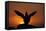 Silhouette of Razorbill (Alca Torda) Against Sunset, Flapping Wings. June 2010-Peter Cairns-Framed Stretched Canvas
