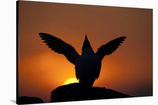 Silhouette of Razorbill (Alca Torda) Against Sunset, Flapping Wings. June 2010-Peter Cairns-Stretched Canvas