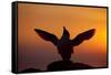 Silhouette of Razorbill (Alca Torda) Against Sunset, Flapping Wings. June 2010-Peter Cairns-Framed Stretched Canvas