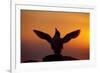 Silhouette of Razorbill (Alca Torda) Against Sunset, Flapping Wings. June 2010-Peter Cairns-Framed Photographic Print