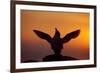 Silhouette of Razorbill (Alca Torda) Against Sunset, Flapping Wings. June 2010-Peter Cairns-Framed Photographic Print