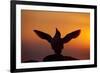 Silhouette of Razorbill (Alca Torda) Against Sunset, Flapping Wings. June 2010-Peter Cairns-Framed Photographic Print