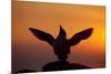 Silhouette of Razorbill (Alca Torda) Against Sunset, Flapping Wings. June 2010-Peter Cairns-Mounted Photographic Print