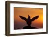 Silhouette of Razorbill (Alca Torda) Against Sunset, Flapping Wings. June 2010-Peter Cairns-Framed Photographic Print