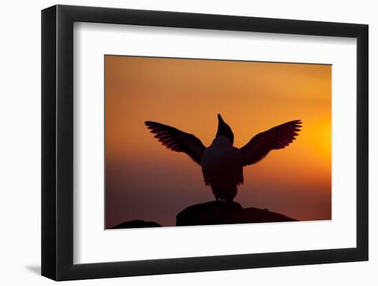 Silhouette of Razorbill (Alca Torda) Against Sunset, Flapping Wings. June 2010-Peter Cairns-Framed Photographic Print