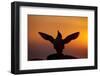 Silhouette of Razorbill (Alca Torda) Against Sunset, Flapping Wings. June 2010-Peter Cairns-Framed Photographic Print