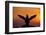 Silhouette of Razorbill (Alca Torda) Against Sunset, Flapping Wings. June 2010-Peter Cairns-Framed Photographic Print