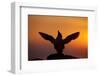 Silhouette of Razorbill (Alca Torda) Against Sunset, Flapping Wings. June 2010-Peter Cairns-Framed Photographic Print