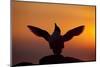 Silhouette of Razorbill (Alca Torda) Against Sunset, Flapping Wings. June 2010-Peter Cairns-Mounted Photographic Print