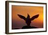 Silhouette of Razorbill (Alca Torda) Against Sunset, Flapping Wings. June 2010-Peter Cairns-Framed Photographic Print