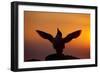 Silhouette of Razorbill (Alca Torda) Against Sunset, Flapping Wings. June 2010-Peter Cairns-Framed Photographic Print