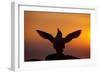 Silhouette of Razorbill (Alca Torda) Against Sunset, Flapping Wings. June 2010-Peter Cairns-Framed Photographic Print