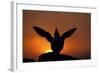 Silhouette of Razorbill (Alca Torda) Against Sunset, Flapping Wings. June 2010-Peter Cairns-Framed Photographic Print