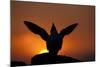 Silhouette of Razorbill (Alca Torda) Against Sunset, Flapping Wings. June 2010-Peter Cairns-Mounted Photographic Print