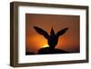 Silhouette of Razorbill (Alca Torda) Against Sunset, Flapping Wings. June 2010-Peter Cairns-Framed Photographic Print