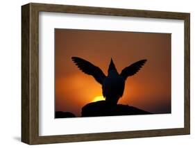 Silhouette of Razorbill (Alca Torda) Against Sunset, Flapping Wings. June 2010-Peter Cairns-Framed Photographic Print