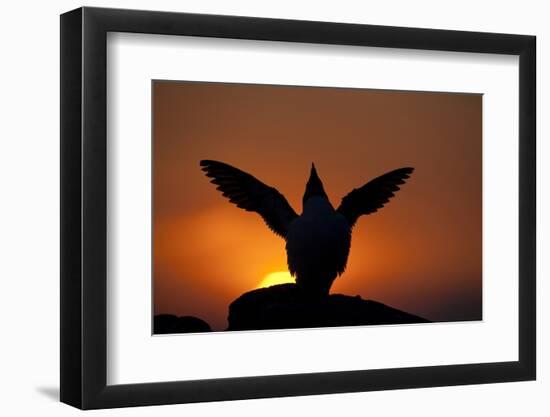 Silhouette of Razorbill (Alca Torda) Against Sunset, Flapping Wings. June 2010-Peter Cairns-Framed Photographic Print