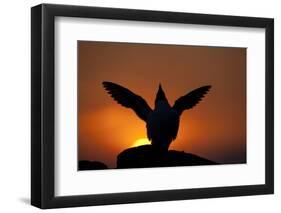 Silhouette of Razorbill (Alca Torda) Against Sunset, Flapping Wings. June 2010-Peter Cairns-Framed Photographic Print