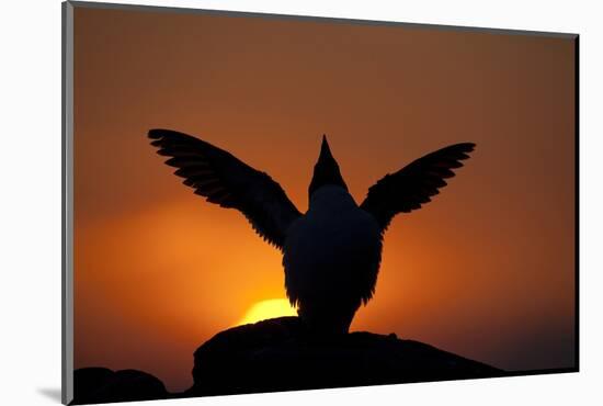 Silhouette of Razorbill (Alca Torda) Against Sunset, Flapping Wings. June 2010-Peter Cairns-Mounted Photographic Print
