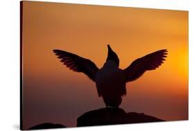 Silhouette of Razorbill (Alca Torda) Against Sunset, Flapping Wings. June 2010-Peter Cairns-Stretched Canvas