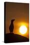 Silhouette of Razorbill (Alca Torda) Against Sunset. June 2010-Peter Cairns-Stretched Canvas