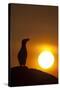 Silhouette of Razorbill (Alca Torda) Against Sunset. June 2010-Peter Cairns-Stretched Canvas