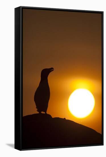 Silhouette of Razorbill (Alca Torda) Against Sunset. June 2010-Peter Cairns-Framed Stretched Canvas