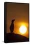 Silhouette of Razorbill (Alca Torda) Against Sunset. June 2010-Peter Cairns-Framed Stretched Canvas