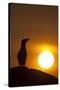Silhouette of Razorbill (Alca Torda) Against Sunset. June 2010-Peter Cairns-Stretched Canvas