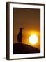 Silhouette of Razorbill (Alca Torda) Against Sunset. June 2010-Peter Cairns-Framed Photographic Print