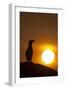 Silhouette of Razorbill (Alca Torda) Against Sunset. June 2010-Peter Cairns-Framed Photographic Print