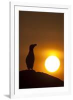 Silhouette of Razorbill (Alca Torda) Against Sunset. June 2010-Peter Cairns-Framed Photographic Print