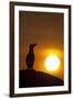 Silhouette of Razorbill (Alca Torda) Against Sunset. June 2010-Peter Cairns-Framed Photographic Print