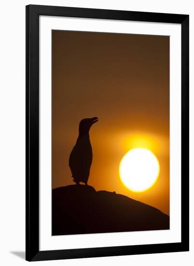 Silhouette of Razorbill (Alca Torda) Against Sunset. June 2010-Peter Cairns-Framed Photographic Print