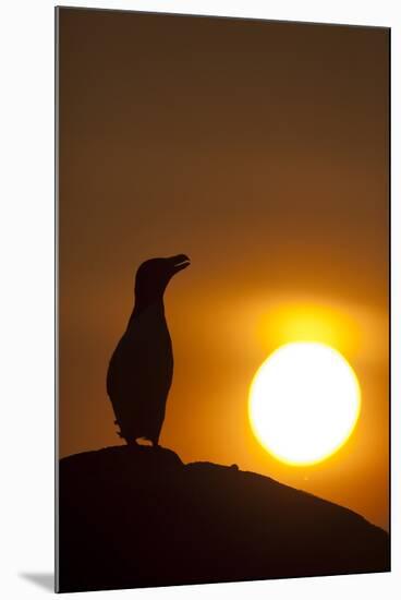 Silhouette of Razorbill (Alca Torda) Against Sunset. June 2010-Peter Cairns-Mounted Photographic Print