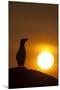 Silhouette of Razorbill (Alca Torda) Against Sunset. June 2010-Peter Cairns-Mounted Photographic Print