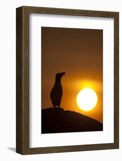 Silhouette of Razorbill (Alca Torda) Against Sunset. June 2010-Peter Cairns-Framed Photographic Print