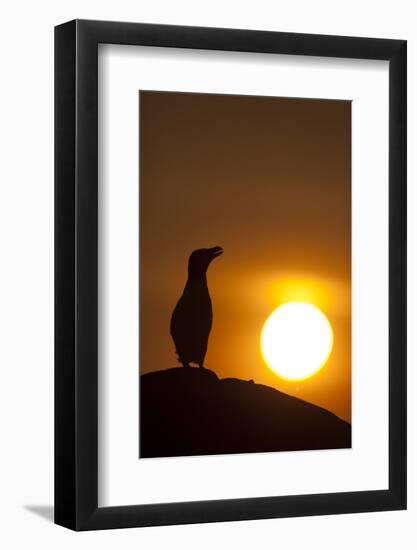 Silhouette of Razorbill (Alca Torda) Against Sunset. June 2010-Peter Cairns-Framed Photographic Print
