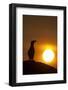 Silhouette of Razorbill (Alca Torda) Against Sunset. June 2010-Peter Cairns-Framed Photographic Print