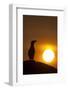 Silhouette of Razorbill (Alca Torda) Against Sunset. June 2010-Peter Cairns-Framed Photographic Print