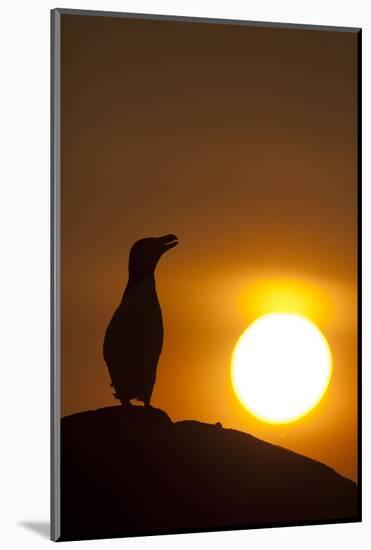 Silhouette of Razorbill (Alca Torda) Against Sunset. June 2010-Peter Cairns-Mounted Photographic Print