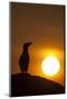 Silhouette of Razorbill (Alca Torda) Against Sunset. June 2010-Peter Cairns-Mounted Photographic Print