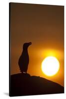 Silhouette of Razorbill (Alca Torda) Against Sunset. June 2010-Peter Cairns-Stretched Canvas