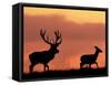 Silhouette of Red Deer Stag and Doe at Sunset, Dyrehaven, Denmark-Edwin Giesbers-Framed Stretched Canvas