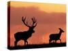 Silhouette of Red Deer Stag and Doe at Sunset, Dyrehaven, Denmark-Edwin Giesbers-Stretched Canvas