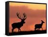 Silhouette of Red Deer Stag and Doe at Sunset, Dyrehaven, Denmark-Edwin Giesbers-Framed Stretched Canvas