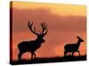 Silhouette of Red Deer Stag and Doe at Sunset, Dyrehaven, Denmark-Edwin Giesbers-Stretched Canvas