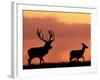 Silhouette of Red Deer Stag and Doe at Sunset, Dyrehaven, Denmark-Edwin Giesbers-Framed Photographic Print