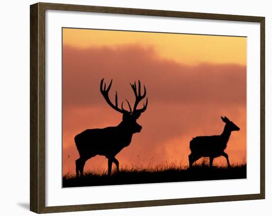 Silhouette of Red Deer Stag and Doe at Sunset, Dyrehaven, Denmark-Edwin Giesbers-Framed Photographic Print